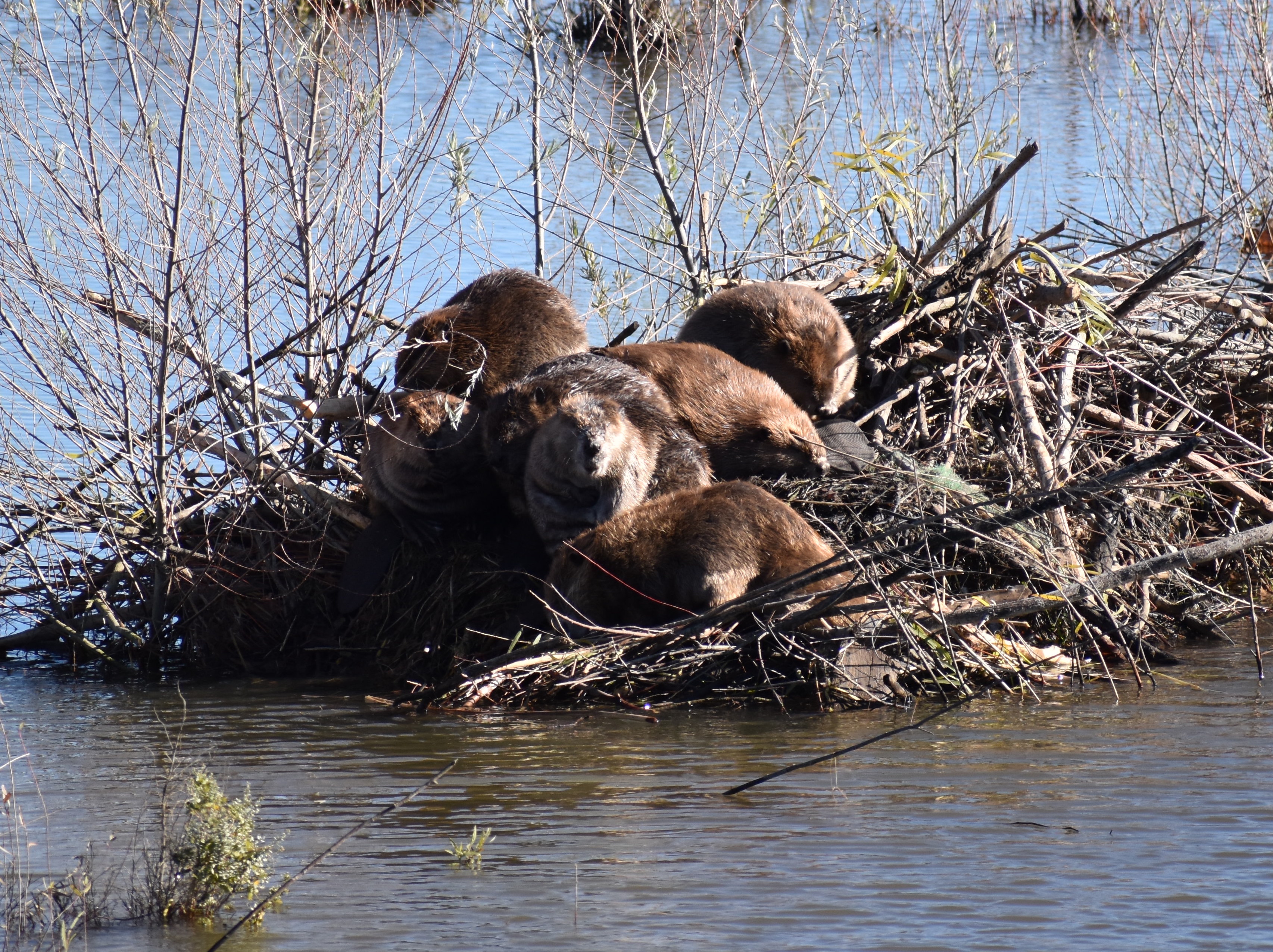 A family of beavers on their lodge